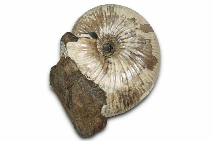 Fossil Ammonite (Rhaeboceras) - Bearpaw Shale, Montana #354619